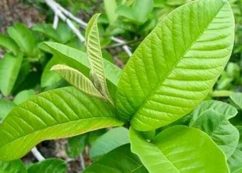 guava leaves