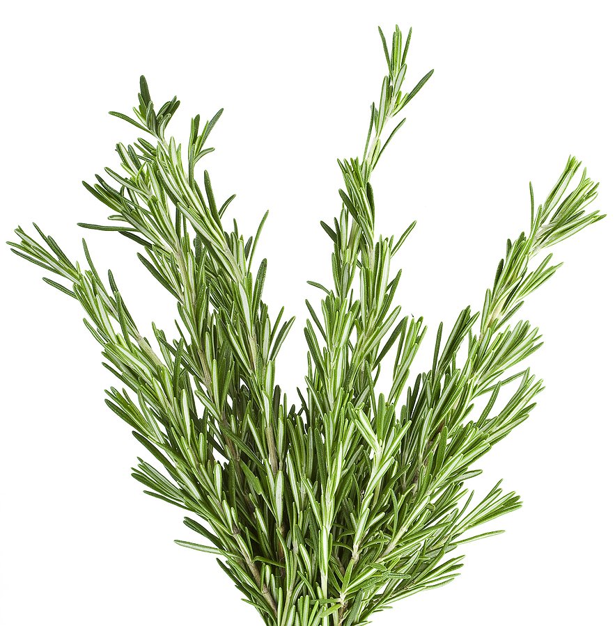 Rosemary leaves