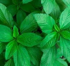 Molokhia leaves Jews Mallow